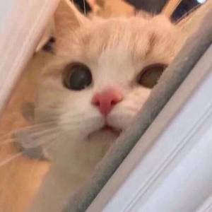 色天使另类老肥妇
